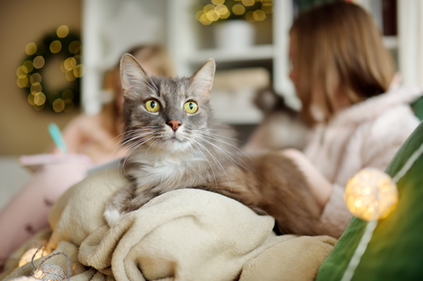 What Pets Actually Want for the Holidays (Hint: It’s Not More Stuff)
